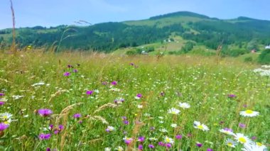 Sulu yeşil çayırların panoraması, uzun sallanan çimenler ve çiçek açan papatya çiçekleri ve trefoil, Pokuttya-Bukovyna Karpatlar, Bukovets Geçidi, Ukrayna