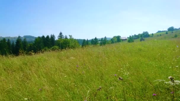 Πανοραμική Θέα Του Όμορφου Πράσινου Λιβαδιού Ψηλά Χόρτα Και Αγριολούλουδα — Αρχείο Βίντεο