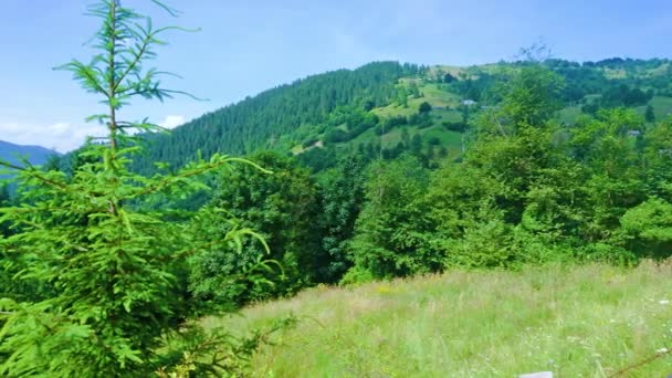 Panorama Des Malerischen Grünen Bukowets Passes Mit Bergwiesen Und Wäldern — Stockvideo
