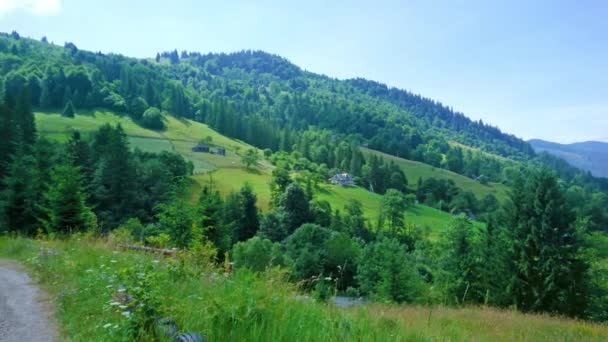 Užijte Svěží Zelené Lesy Krásné Smrky Bukovets Pass Karpaty Ukrajina — Stock video
