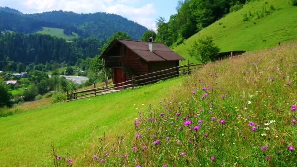Flores Silvestres Coloridas Pasto Cortado Aldeia Dzembronia Montanhas Cárpatas Ucrânia — Vídeo de Stock