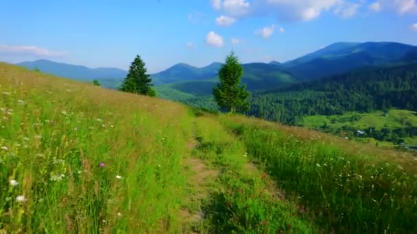 走在乌克兰喀尔巴阡山脉德森伯罗尼亚山区牧场上的野花和高草之间 — 图库视频影像