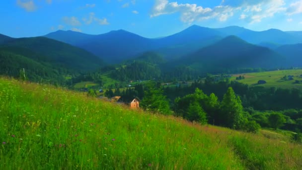 Prados Montanha Verdes Com Gramíneas Altas Flores Silvestres Dzembronia Montanhas — Vídeo de Stock