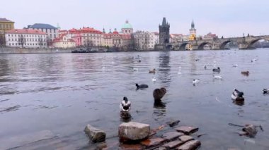 Charles Köprüsü önünde martılar, yaban ördekleri ve kunduzlarla Vltava Nehri kıyısı ve arka planda Stare Mesto 'nun tarihi binaları, Prag, Çek Cumhuriyeti
