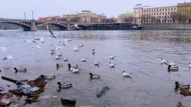 Vltava Nehri kıyısındaki kuşların ve kunduzların arkasında Manes Köprüsü, Prag, Çek Cumhuriyeti