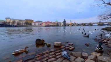 Vltava Nehri 'ndeki kunduz, yaban ördeği ve martılarla dolu eski Prag şehri Çek Cumhuriyeti' nin başkenti Charles Köprüsü 'nü kemerle kapladı.