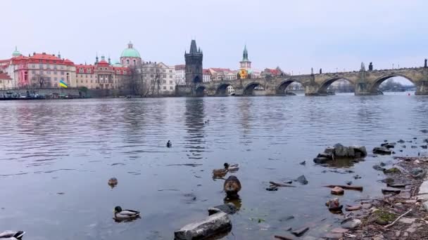 Flocken Gräsänder Och Bäver Vid Floden Moldau Framför Karlsbron Prag — Stockvideo