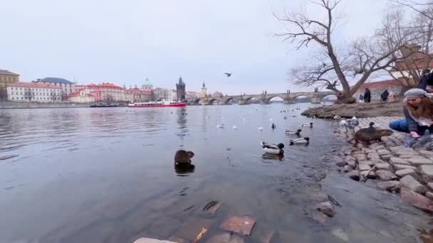 Εκτροπή Του Ποταμού Vltava Πλωτούς Γλάρους Πρασινοκέφαλους Και Κάστορες Ενάντια — Αρχείο Βίντεο
