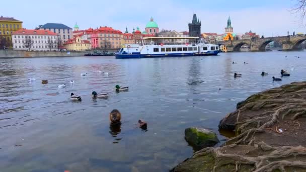 Małe Bobry Ptaki Pływające Przed Promem Turystycznym Łodzią Wełtawie Praga — Wideo stockowe