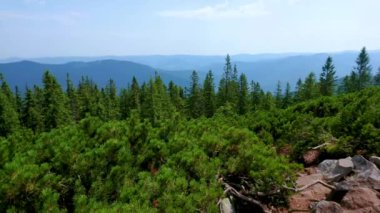 Karpatlar, Gorgany Dağları, Bukovel, Ukrayna 'nın manzaralı dağ manzarasına karşı ön planda gür yeşil çam ormanları ve uzun çam ormanlarıyla Khomyak Dağı' nın panoraması.
