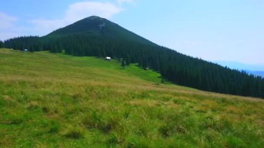 Yaz yeşili Polonyna Khomyak dağ çayırı Khomyak Dağı 'na karşı bayırda eski kozalaklı ağaçlarla, Karpatlar, Ukrayna