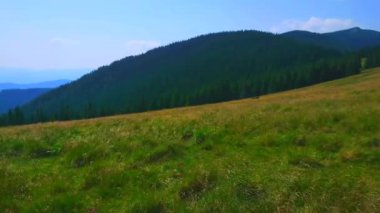 Polonyna Khomyak dağlarının panoramasında uzun otlar, rüzgarda sallanan dağlar, arka planda Khomyak ve Synyak, Karpatlar, Ukrayna
