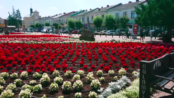 Taras Shevchenko Platz Stadtzentrum Von Kolomyia Mit Farbigen Blumen Und — Stockvideo