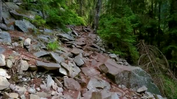 Der Schmale Pfad Einem Tiefen Fichtenwald Hang Des Khomyak Berges — Stockvideo