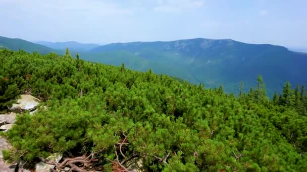 Panoramic Scenery Slope Mount Khomyak Emerald Green Pine Spruce Forests — Stock Video