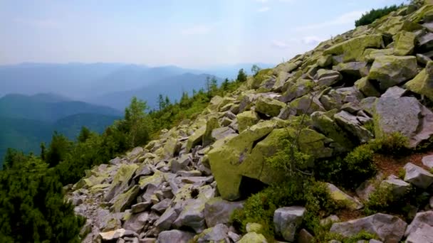 Панорама Талусным Склоном Пышным Сосновым Лесом Переднем Плане Великолепными Горными — стоковое видео