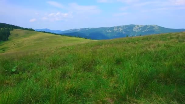 Panorama Mountain Meadow Polonyna Khomyak Mount Synyak Background Bukovel Carpathians — Stock Video
