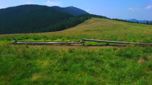 Graminées Hautes Balançant Vent Sur Prairie Montagne Polonyna Khomyak Bukovel — Video