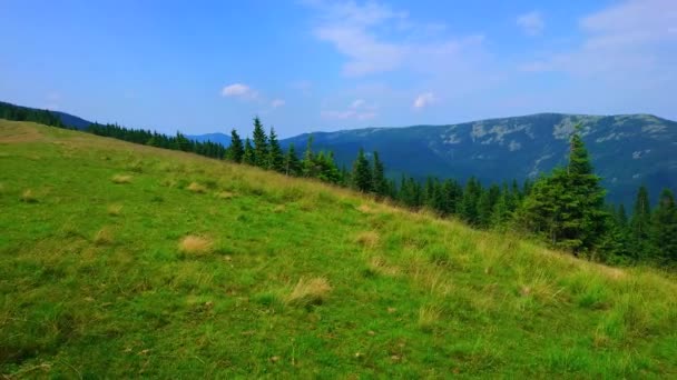 Panorama Été Vert Polonyna Khomyak Prairie Montagne Avec Des Herbes — Video