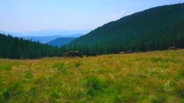 Коровы Полонином Хомяцком Горном Лугу Карпаты Украина — стоковое видео