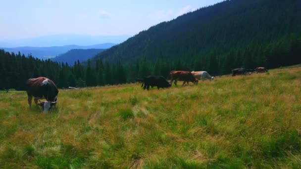 Les Vaches Brouteuses Sur Prairie Montagne Verte Polonyna Khomyak Bukovel — Video