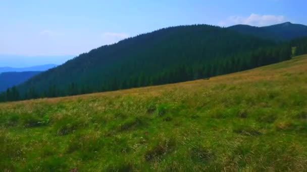 Panorama Van Polonyna Khomyak Bergweide Met Hoge Grassen Zwaaiend Wind — Stockvideo