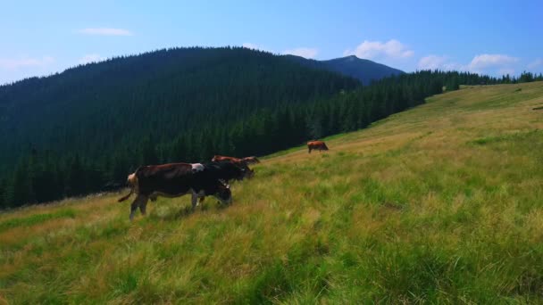 Les Vaches Pâturage Sur Luxuriante Prairie Montagne Polonyna Khomyak Contre — Video