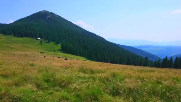 Krávy Pasoucí Horské Louce Polonyna Khomyak Proti Hoře Khomyak Karpaty — Stock video