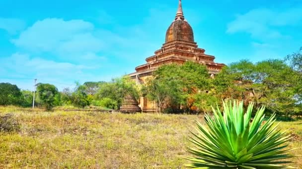 Gulungan Parallax Dari Yucca Hijau Terhadap Kuil Kuno Bagan Arkeologi — Stok Video