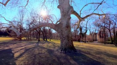 Margaret Adası 'ndaki Margitsziget Park' taki uzun ve yayılmış çınar ağacının dikey manzarası parlak mavi gökyüzüne karşı parlayan güneş, Budapeşte, Macaristan