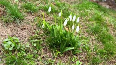 Çayırdaki yeşil otların arasında rüzgarda sallanan kar damlaları.