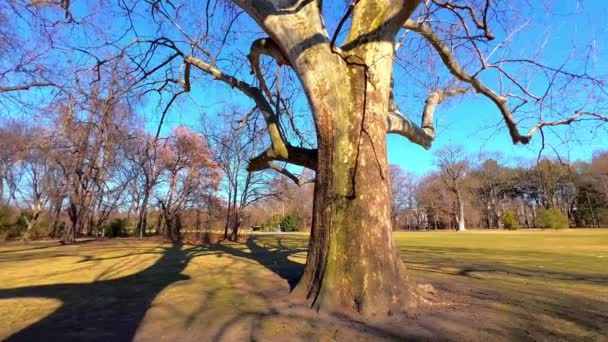 Panoráma Magas Elterjedt Platánokról Zöld Tisztásról Margitszigeti Parkban Margit Szigeten — Stock videók