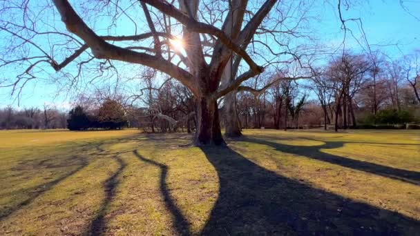 Der Große Alte Platanenbaum Margitsziget Park Auf Der Margareteninsel Budapest — Stockvideo