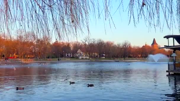 Вечерняя Прогулка Городском Парке Видом Фонтан Озере Сити Парк Плавающие — стоковое видео