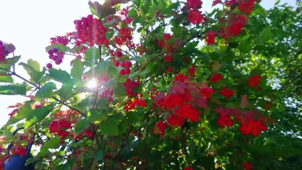 Die Leuchtend Roten Dolden Mit Viburnum Früchten Gegen Die Leuchtend — Stockvideo