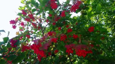 Yeşil yapraklı manzaralı viburnum çalı, parlak kırmızı meyveler ve güneş ışınları, bitkinin içinden görülüyor.