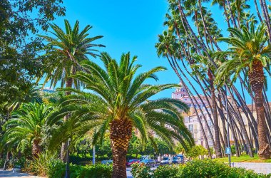 Malaga Park, İspanya 'da yemyeşil ve uzun palmiyeler