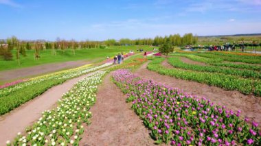 Nazik tepe renkli çiçek açan lalelerle kaplıdır, Dobropark botanik bahçesi, Kiev, Ukrayna