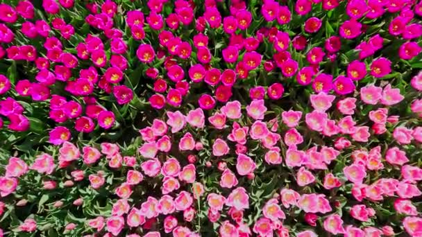 艳丽的粉色和洋红色的郁金香地 绽放的花朵的放大和特写 — 图库视频影像