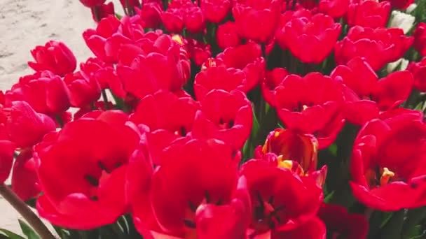 Närbild Vackra Ljusa Röda Tulpaner Fältet Blåsig Dag — Stockvideo