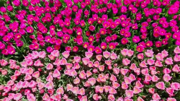 Zoom Ruchu Nad Jasnoróżowym Magenta Tulipan Pola Zbliżenie Kwitnących Kwiatów — Wideo stockowe