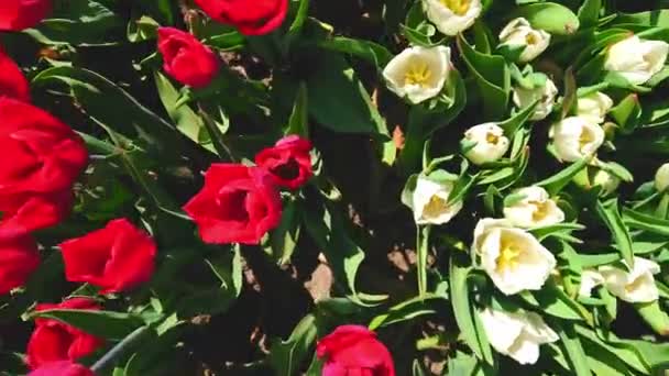 Крупным Планом Над Ярко Красными Белыми Цветущими Тюльпанами Поле — стоковое видео