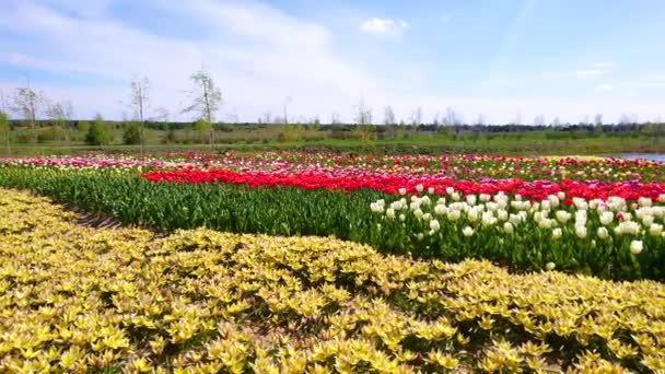 乌克兰基辅郊区Dobropark植物园 色彩艳丽的郁金香地全景 背景是一个小池塘 桥和亭子 — 图库视频影像
