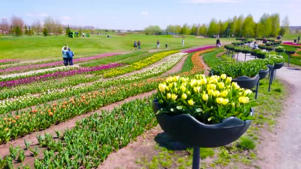 Die Verwinkelten Reihen Bunter Tulpen Und Gelber Tulpen Die Einem — Stockvideo