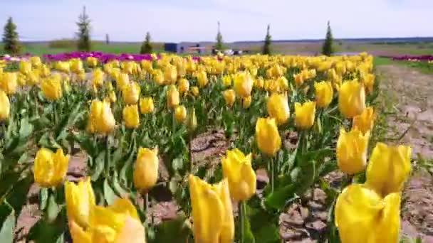 乌克兰基辅郊区Dobropark植物园 郁金香地上空的运动 开着艳丽的黄色花朵 — 图库视频影像