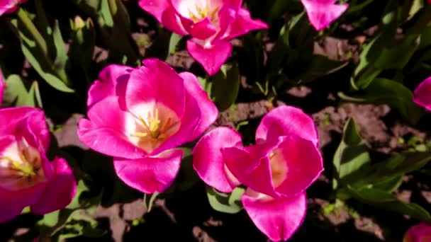 Vista Superior Los Tulipanes Color Rosa Amarillo Campo Dobropark Arboretum — Vídeo de stock