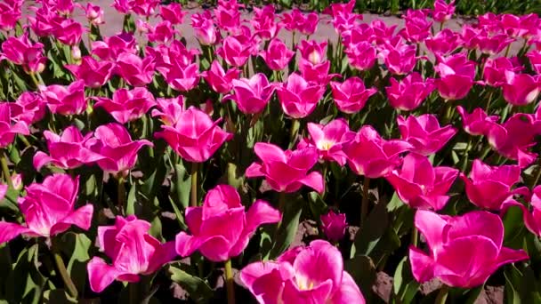 乌克兰基辅郊区Dobropark植物园郁金香场中明亮的粉色开花郁金香的全景特写 — 图库视频影像