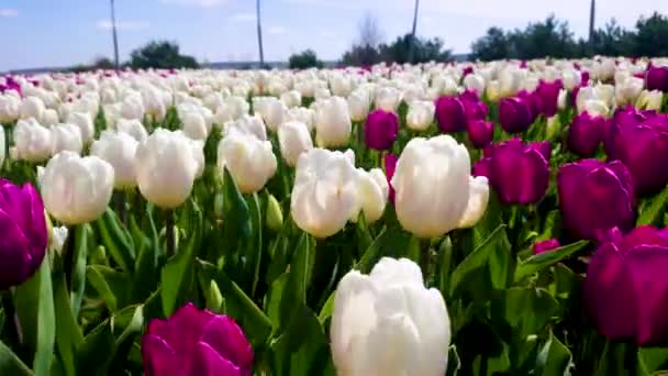 乌克兰基辅地区Dobropark植物园 沿着开着白花和勃艮第花的郁金香地的特写动作 — 图库视频影像
