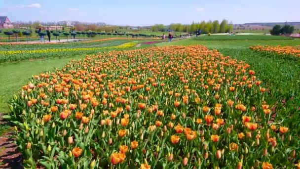 Blooming Tulip Field Bright Orange Flowers Lined Green Grass Dobropark — Stok video
