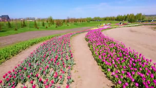 キエフ郊外 キエフ郊外 ウクライナのタンパクアリウムのさまざまな色の咲くチューリップの間に路地を歩く — ストック動画